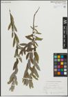 Foto von Salix repens subsp. rosmarinifolia (L.) Andersson